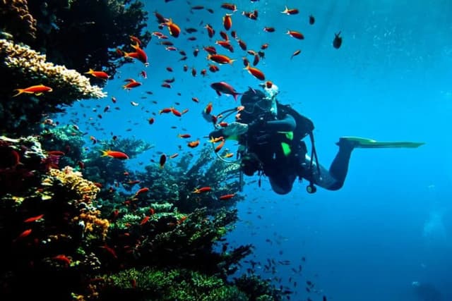 Diving Adventure – Discover the Red Sea - Photo 1