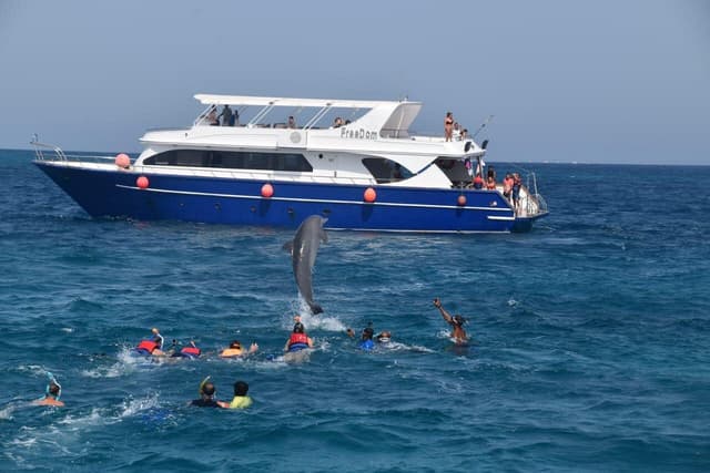 Dolphin House Marsa Alam – Snorkeling & Dolphin Watching Day Trip - Photo 1