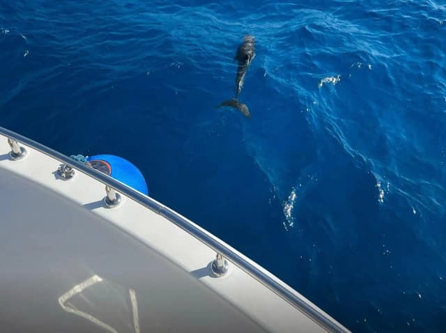 Elite VIP Yacht: Luxury Red Sea Experience - Photo 7