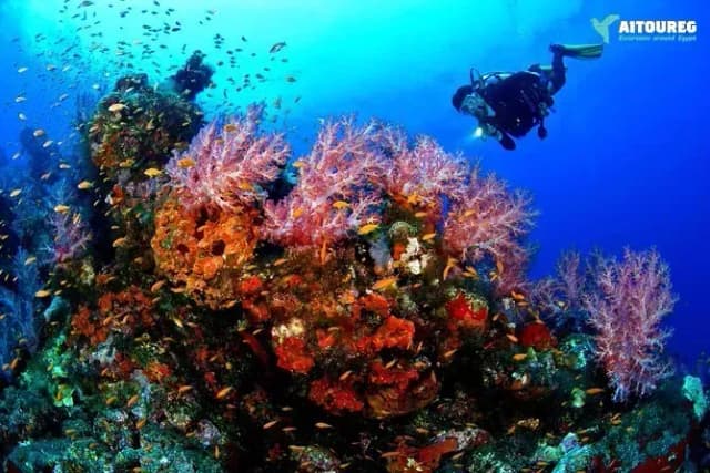 Paradise Island Snorkeling Tour from Hurghada - Photo 9