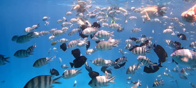 White Island – Snorkeling & Beach Paradise - Photo 4