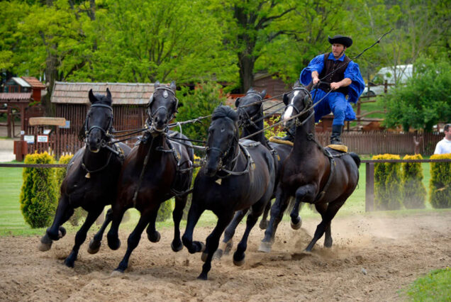 Horse Show Night: Culture, Art & Live Performance